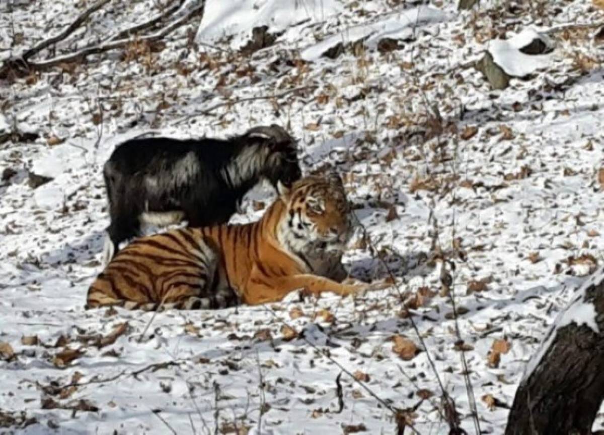 En un zoo de Rusia, el tigre se hace amigo de la cabra