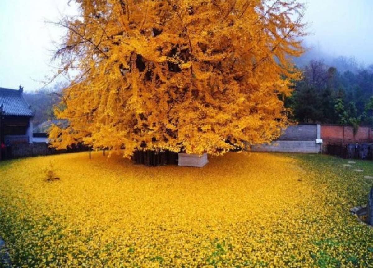 El árbol de 1,400 años que maravilla a miles de turistas