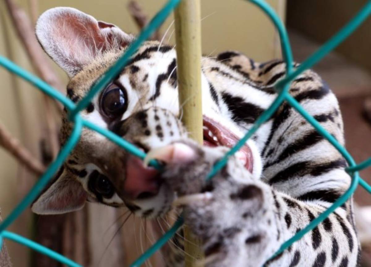 En hospital del Rosy Walther hay trato especial para los animales