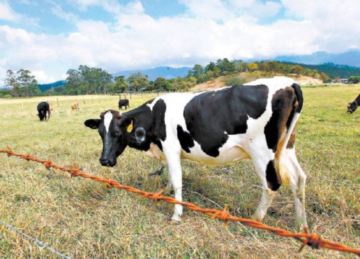 El progreso cautivó a los Amish hasta volverlos menonitas