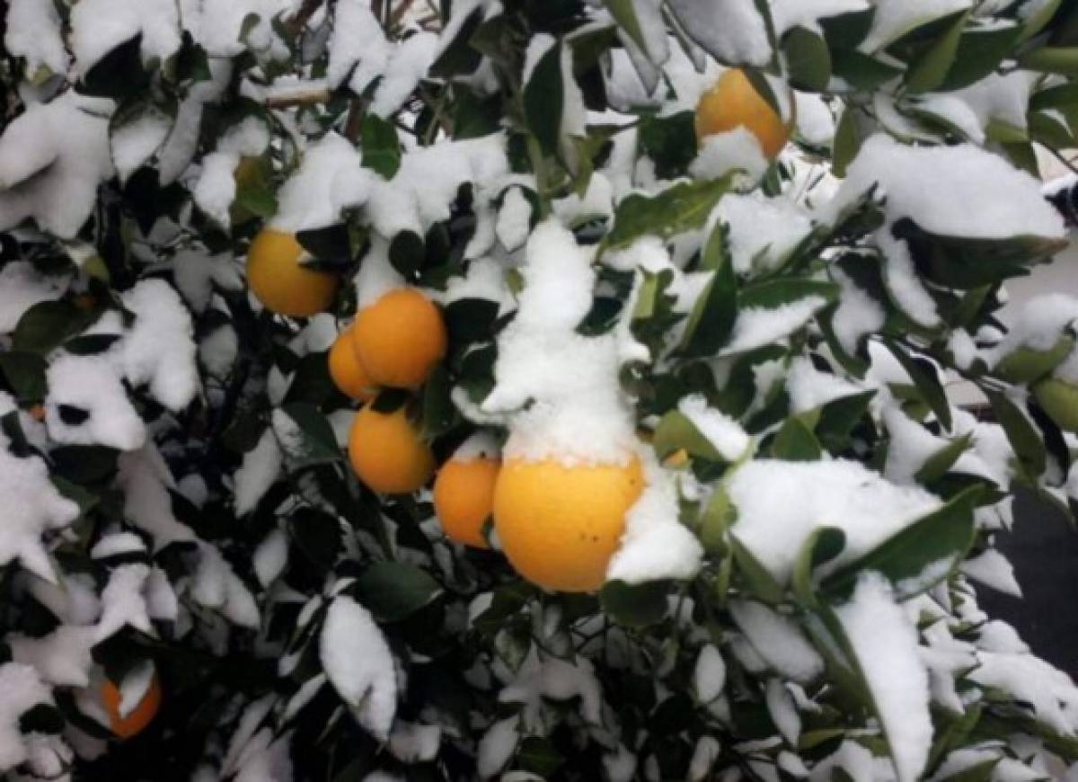 Noroeste de México registra las nevadas más intensas en más de 50 años  