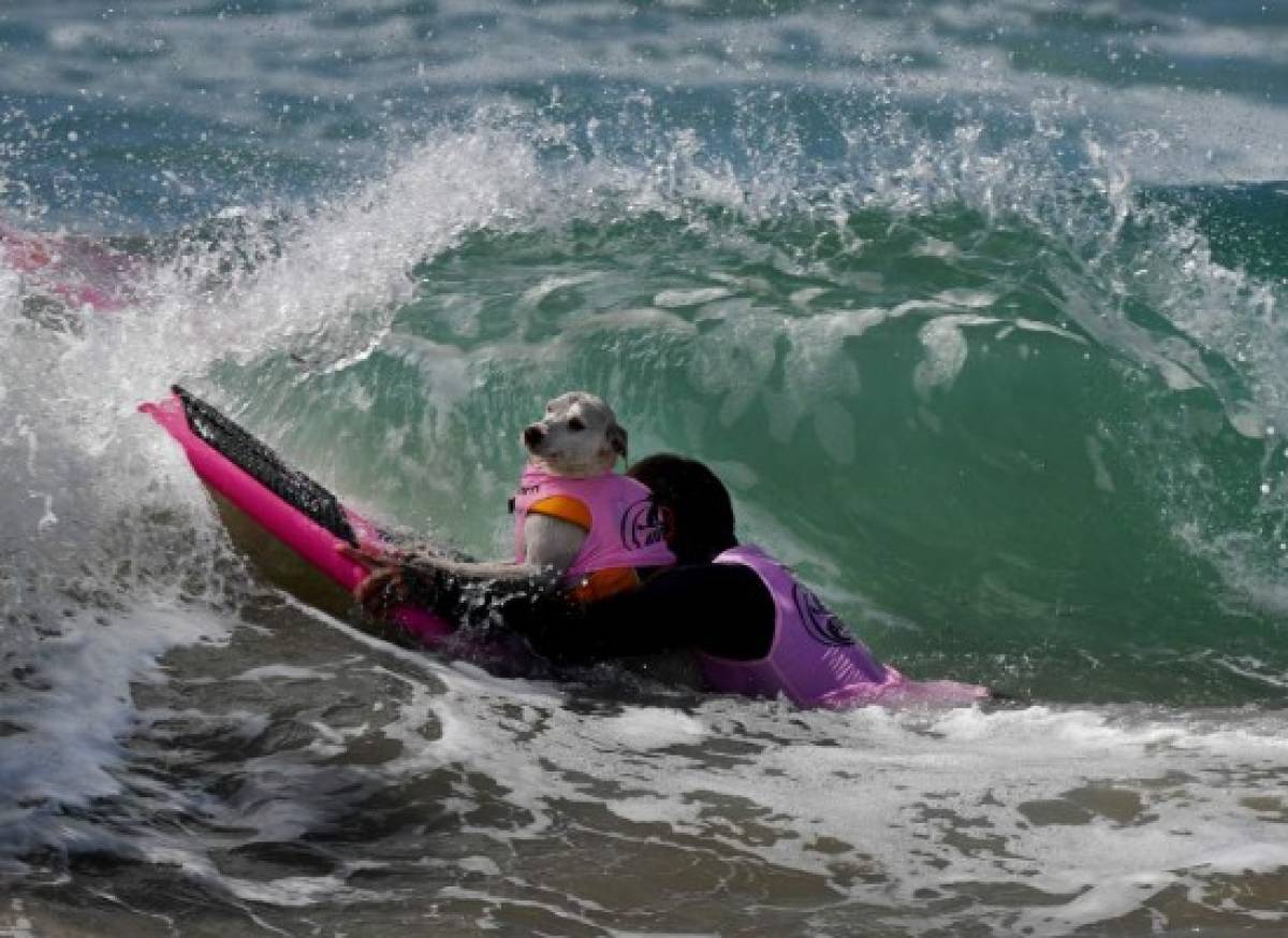 Perros participan en peculiar competencia de surf