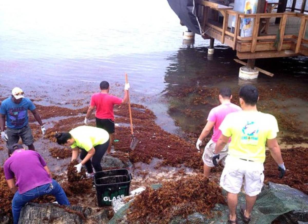 Algas marinas inundan playas de Roatán