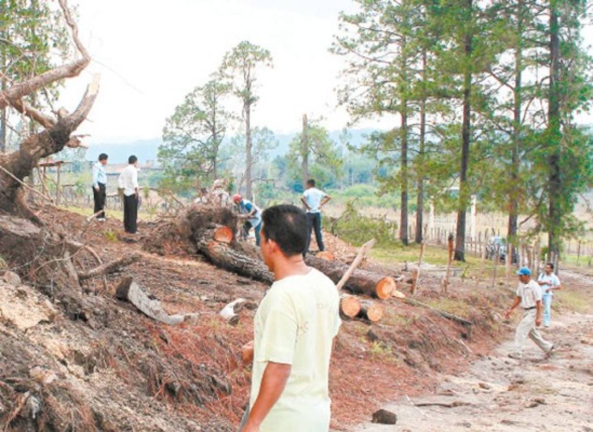 Presentarán informe sobre tala de bosque