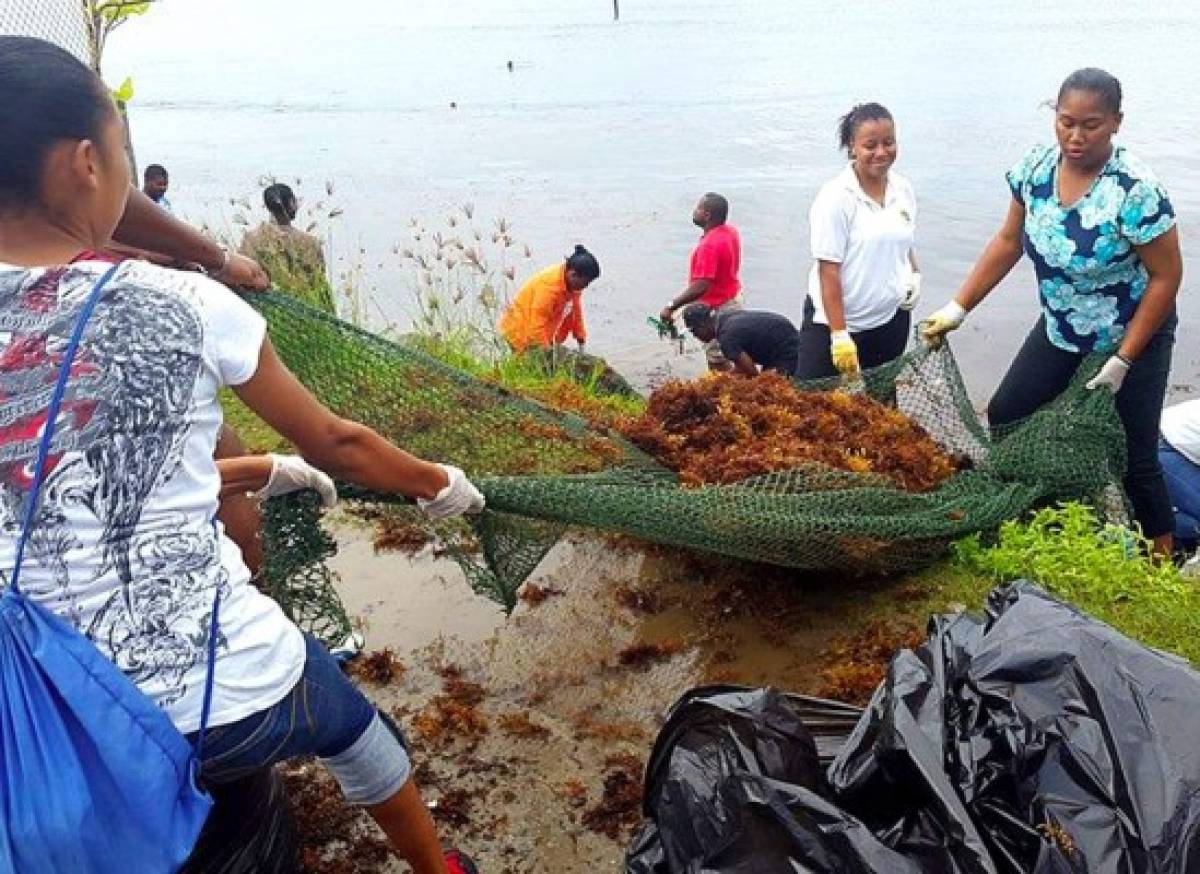 Algas marinas inundan playas de Roatán