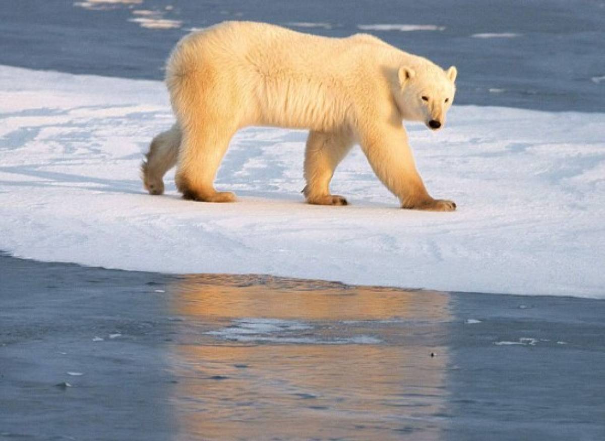 Se reduce población de osos polares en el Ártico