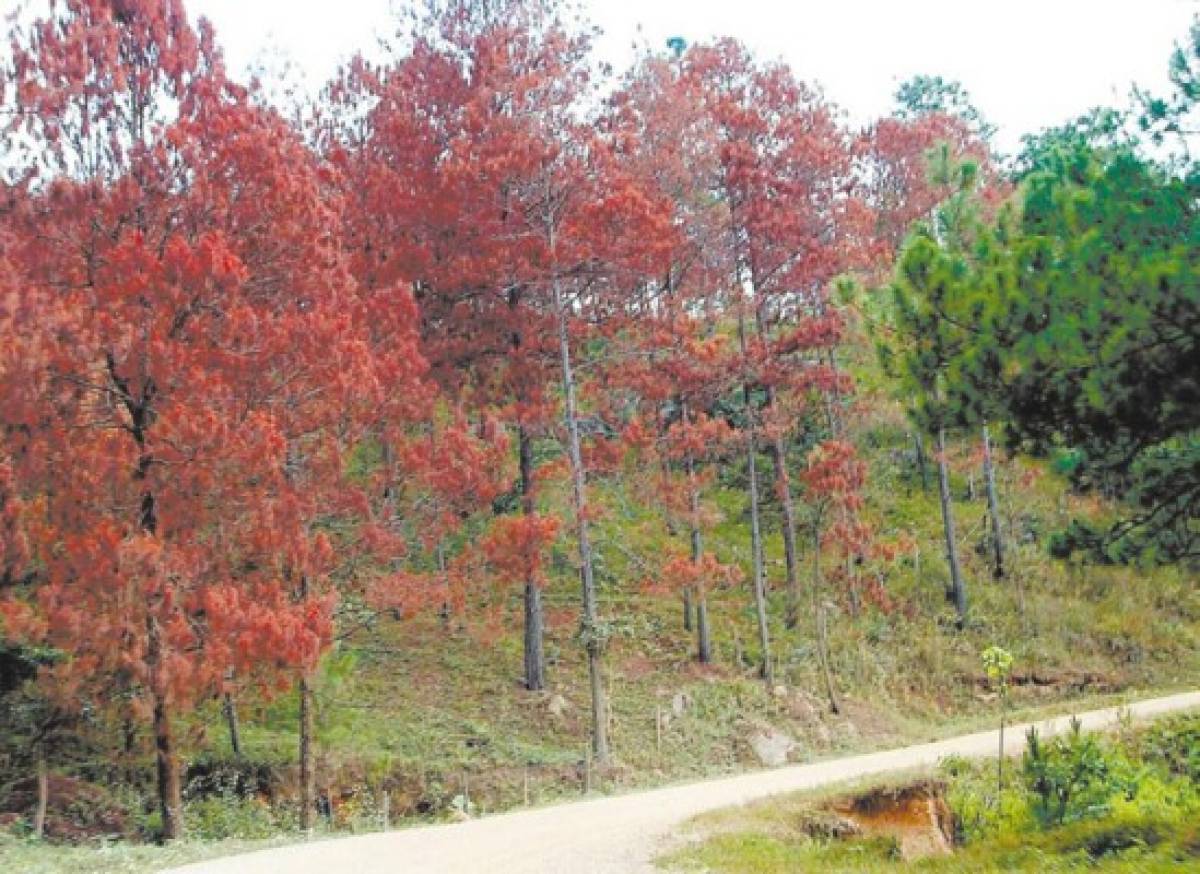 Gorgojo afecta cien mil hectáreas de bosque de pino