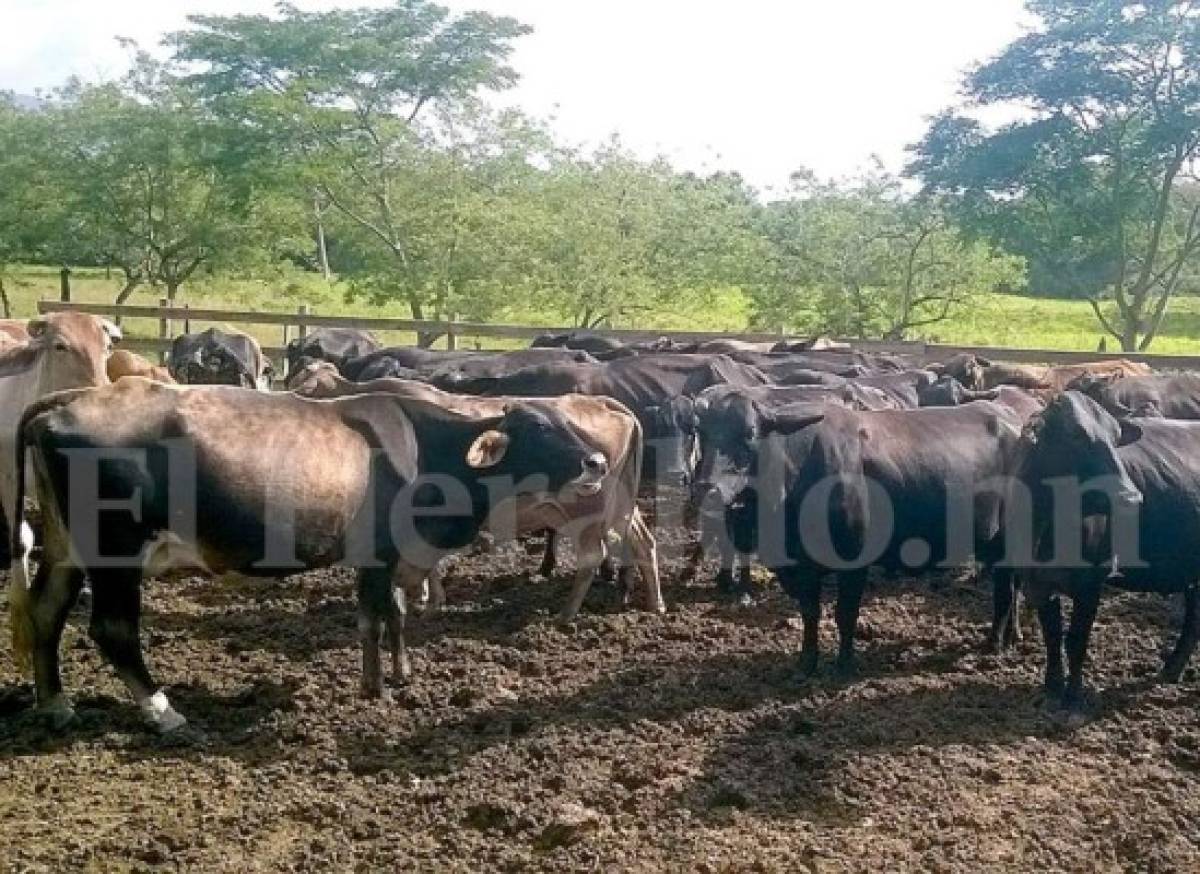 Al menos 350 cabezas de ganado fueron incautadas por las autoridades.