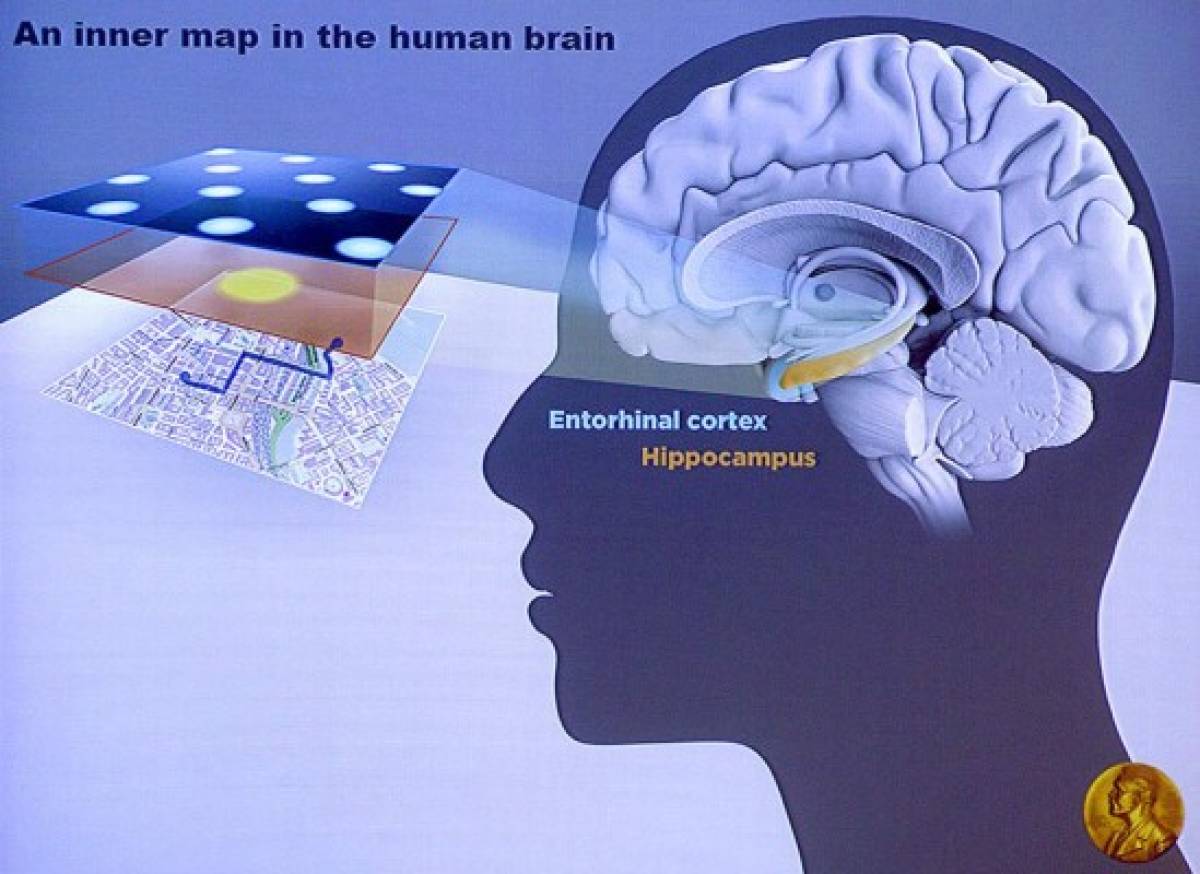 Nobel de Medicina a los descubridores de un 'GPS' cerebral