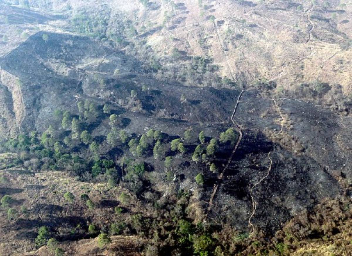 Honduras: Más de 17 mil hectáreas de bosque consumidas por incendios