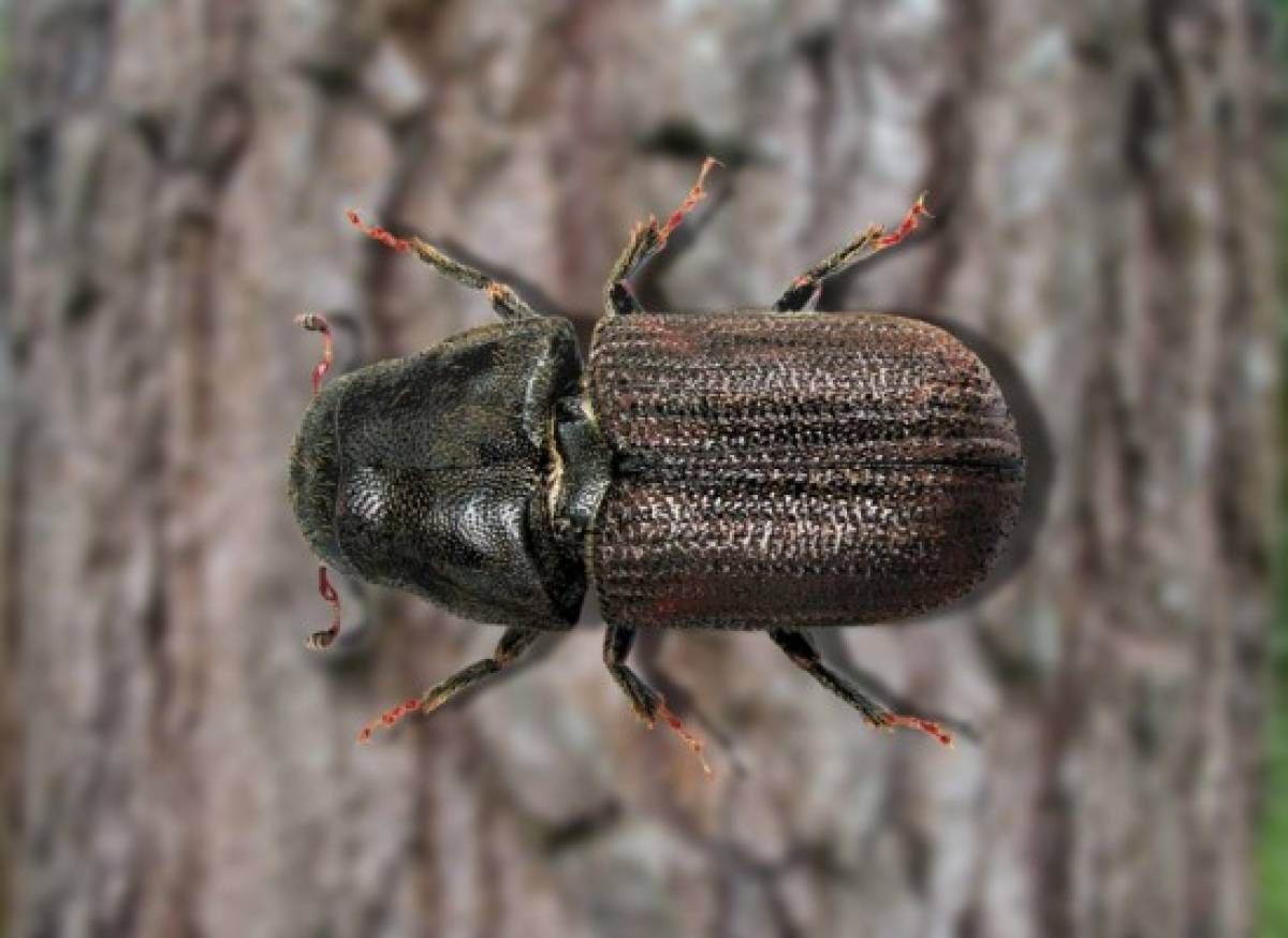 Gorgojo descortezador amenaza el bosque de pino hondureño