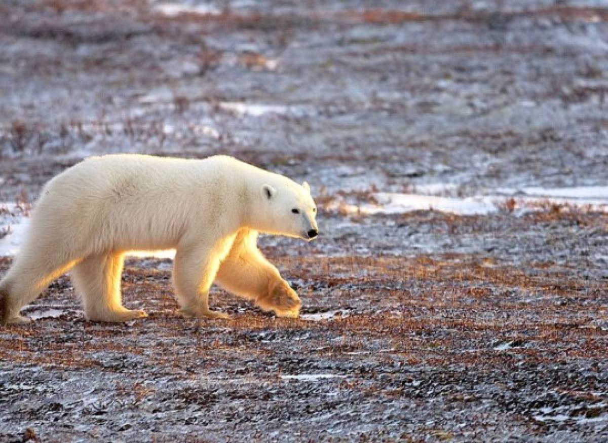 Se reduce población de osos polares en el Ártico