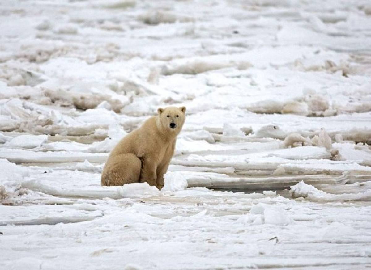 Se reduce población de osos polares en el Ártico