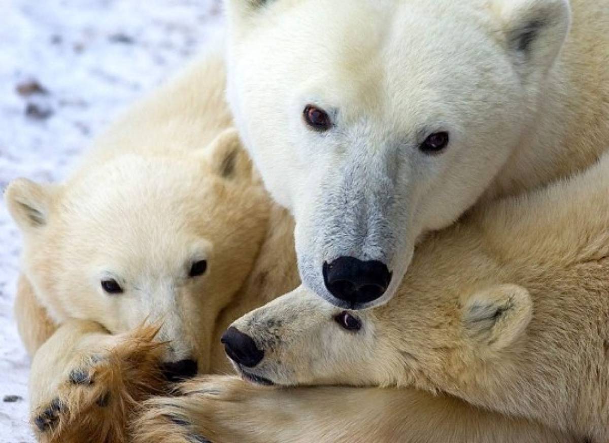 Se reduce población de osos polares en el Ártico