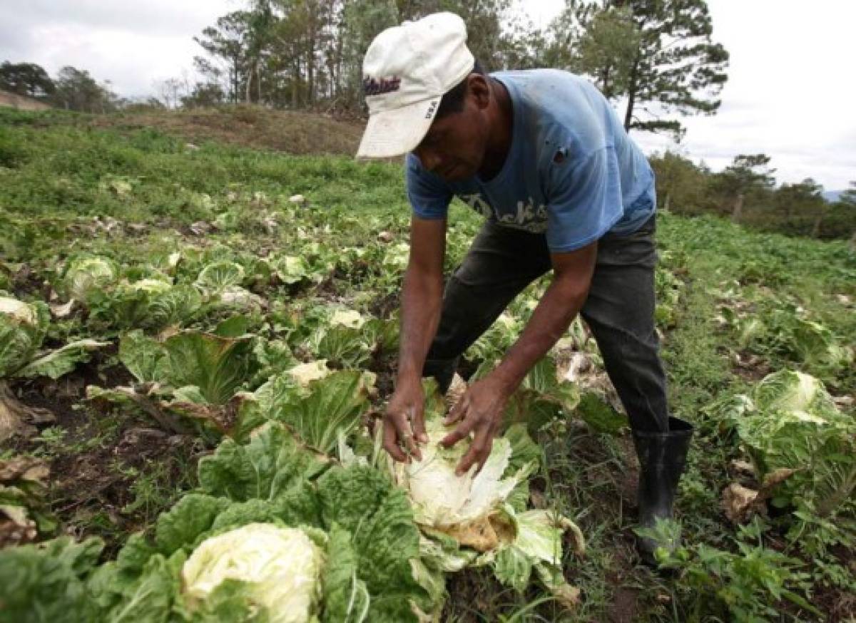 Al menos 50% de la producción se perdió por falta de lluvias en Lepaterique