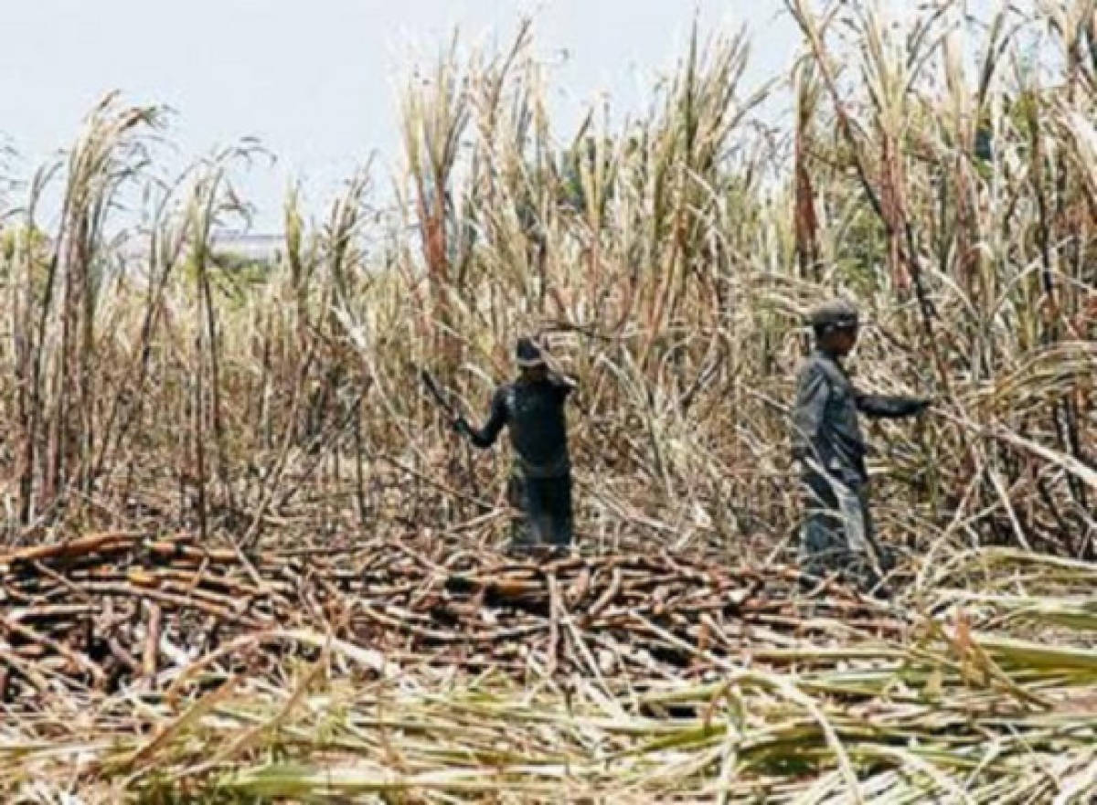 Honduras se quedará sin industria azucarera