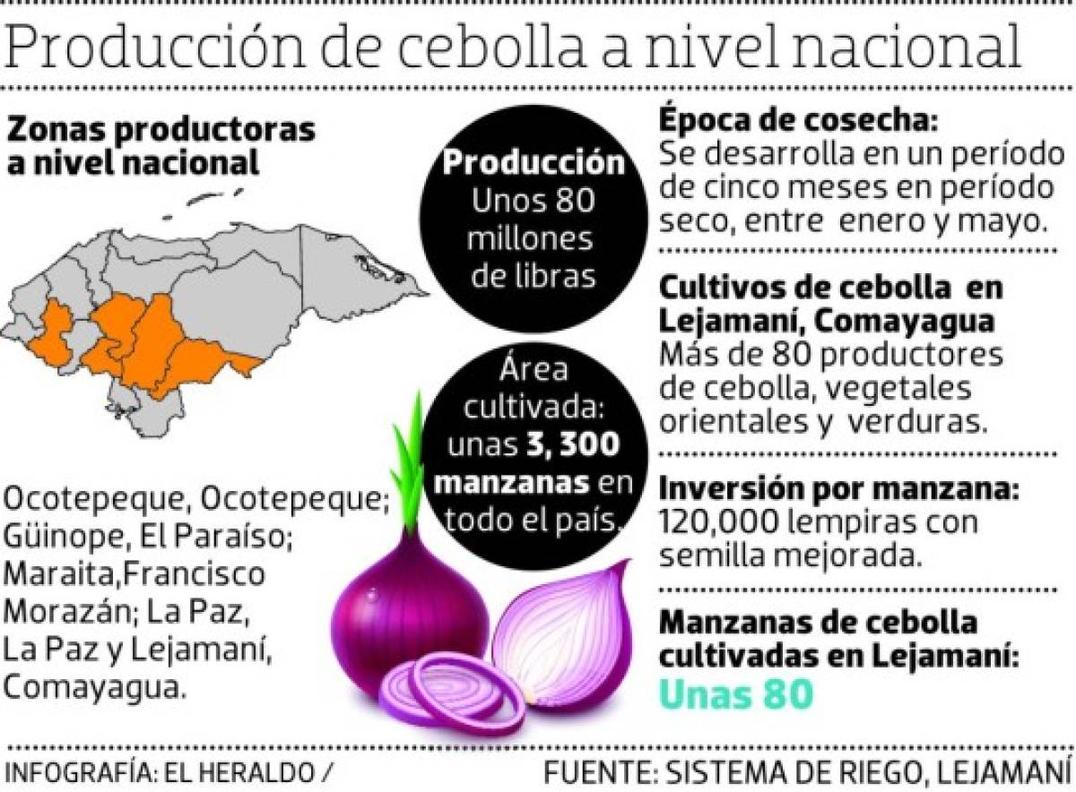 Precios récord alcanza la cebolla en el mercado nacional