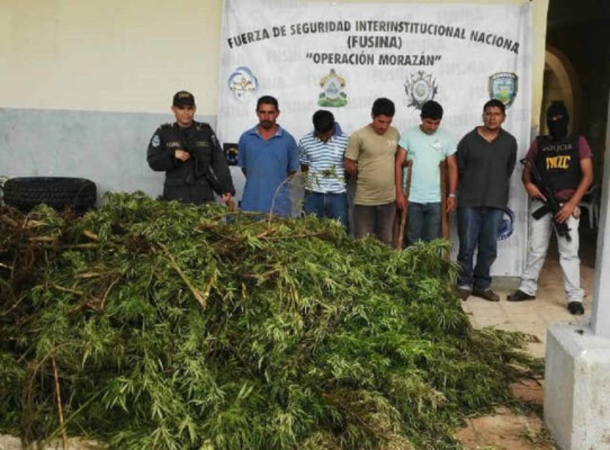 Lempira: Caen cinco agricultores de marihuana