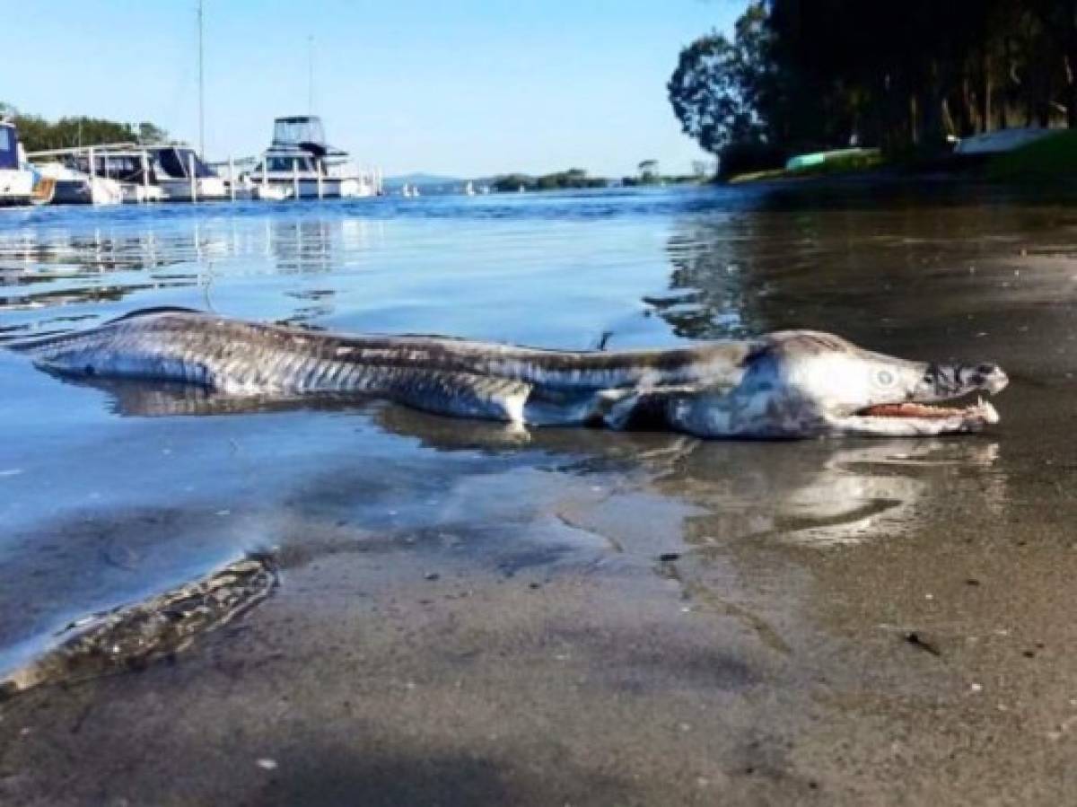 'Monstruosa' criatura sorprende en playa de Australia