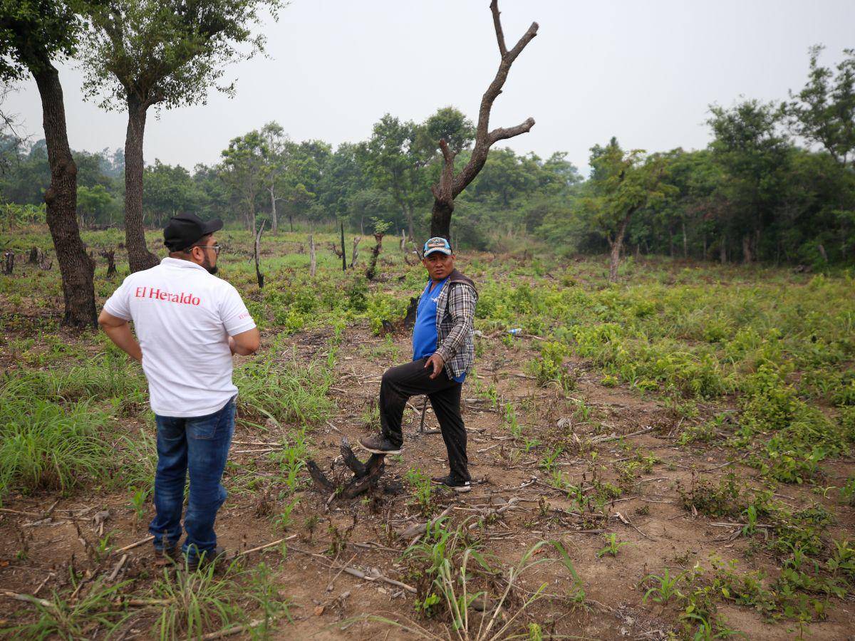 $!El equipo de EL HERALDO Plus llegó hasta las parcelas de los agricultores, quienes esperan que las lluvias del resto del año ayuden a producir su alimento.