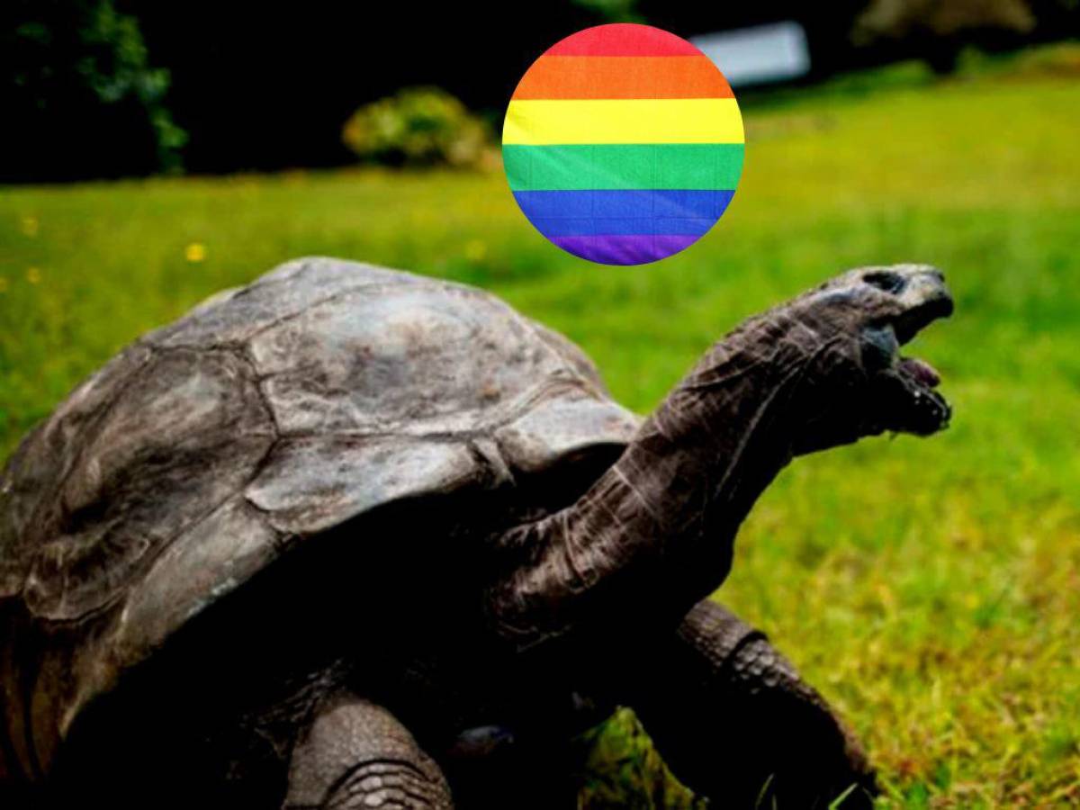 La tortuga más longeva del mundo es homosexual