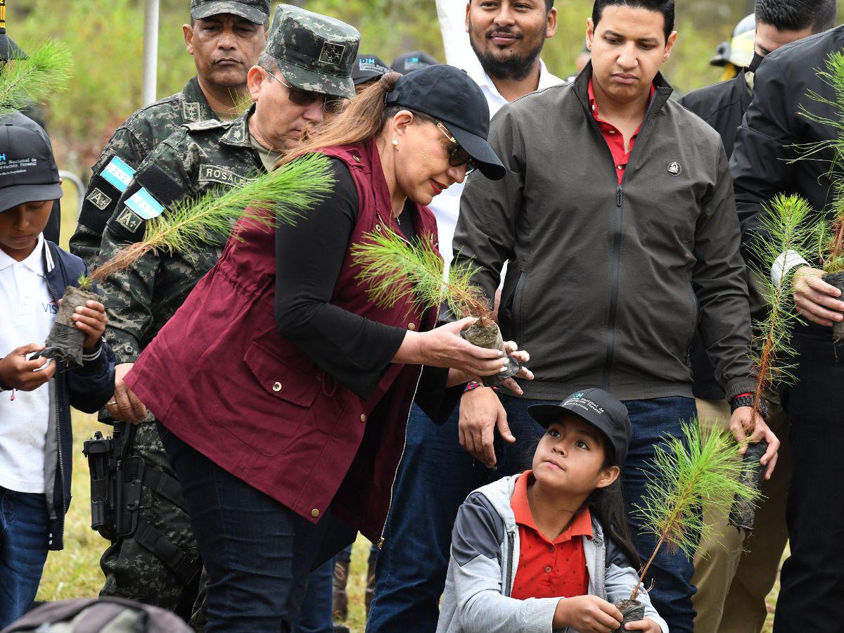 En solo 11 años Honduras ya perdió el 10% de sus bosques