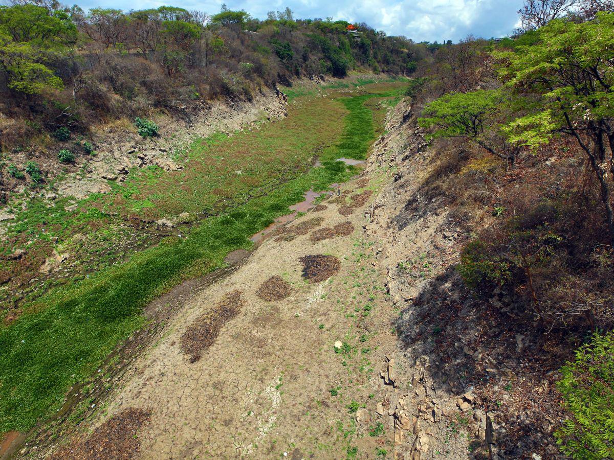 Lirio acuático, la plaga que drena agua de la represa Los Laureles