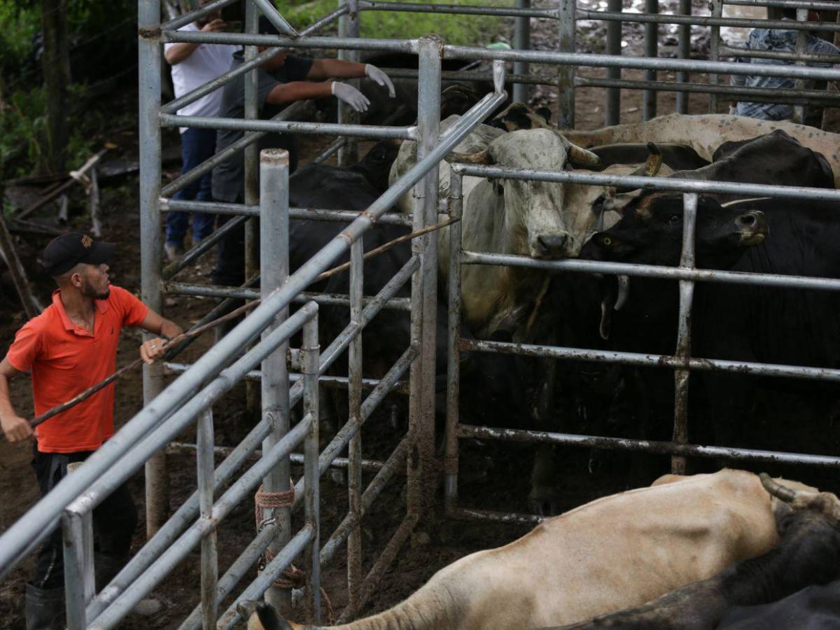 Gusano barrenador: una mosca pone en jaque al ganado de Honduras