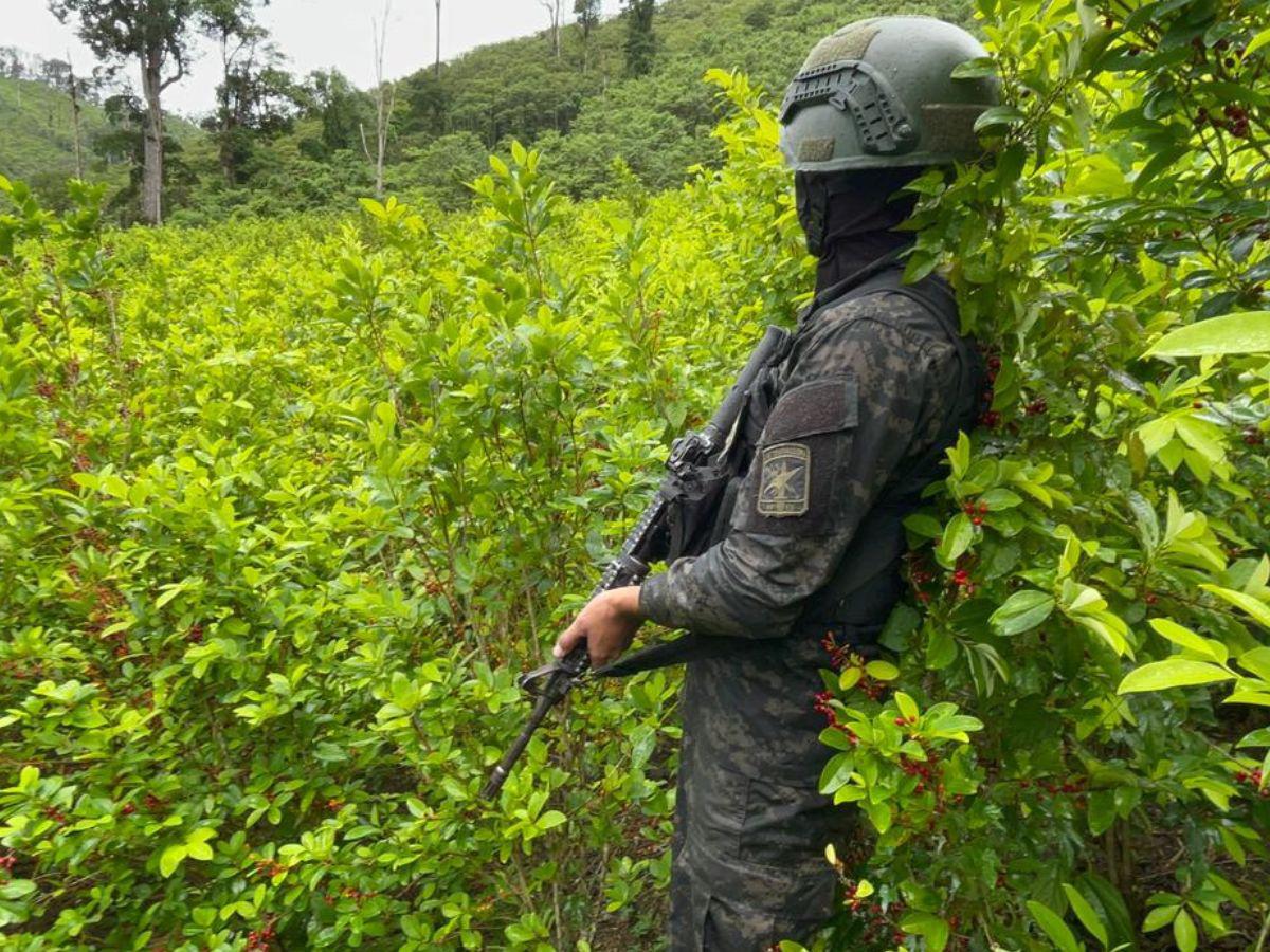 $!Honduras cuenta con todas las condiciones para el cultivo de plantas de coca y poca capacidad para combatir este flagelo.