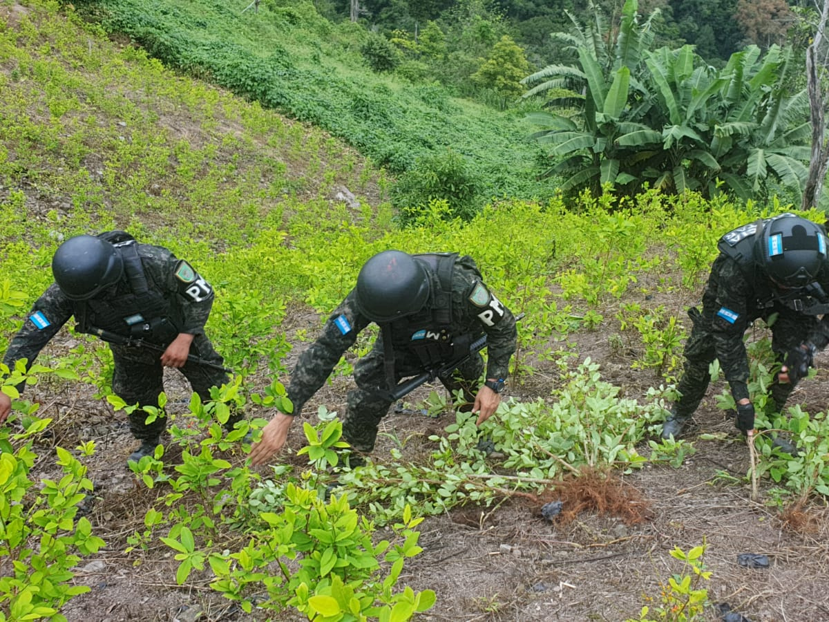 Aseguran más de 80 mil arbustos de planta de coca en Olanchito, Yoro