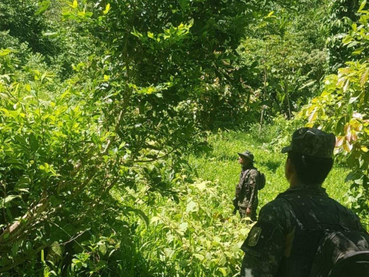 Aseguran cuatro manzanas de plantación de arbustos de coca en Colón