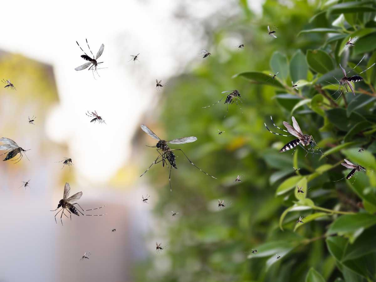 ¿Cuándo inicia y con quiénes? Detalles sobre vacunación contra el dengue en Honduras