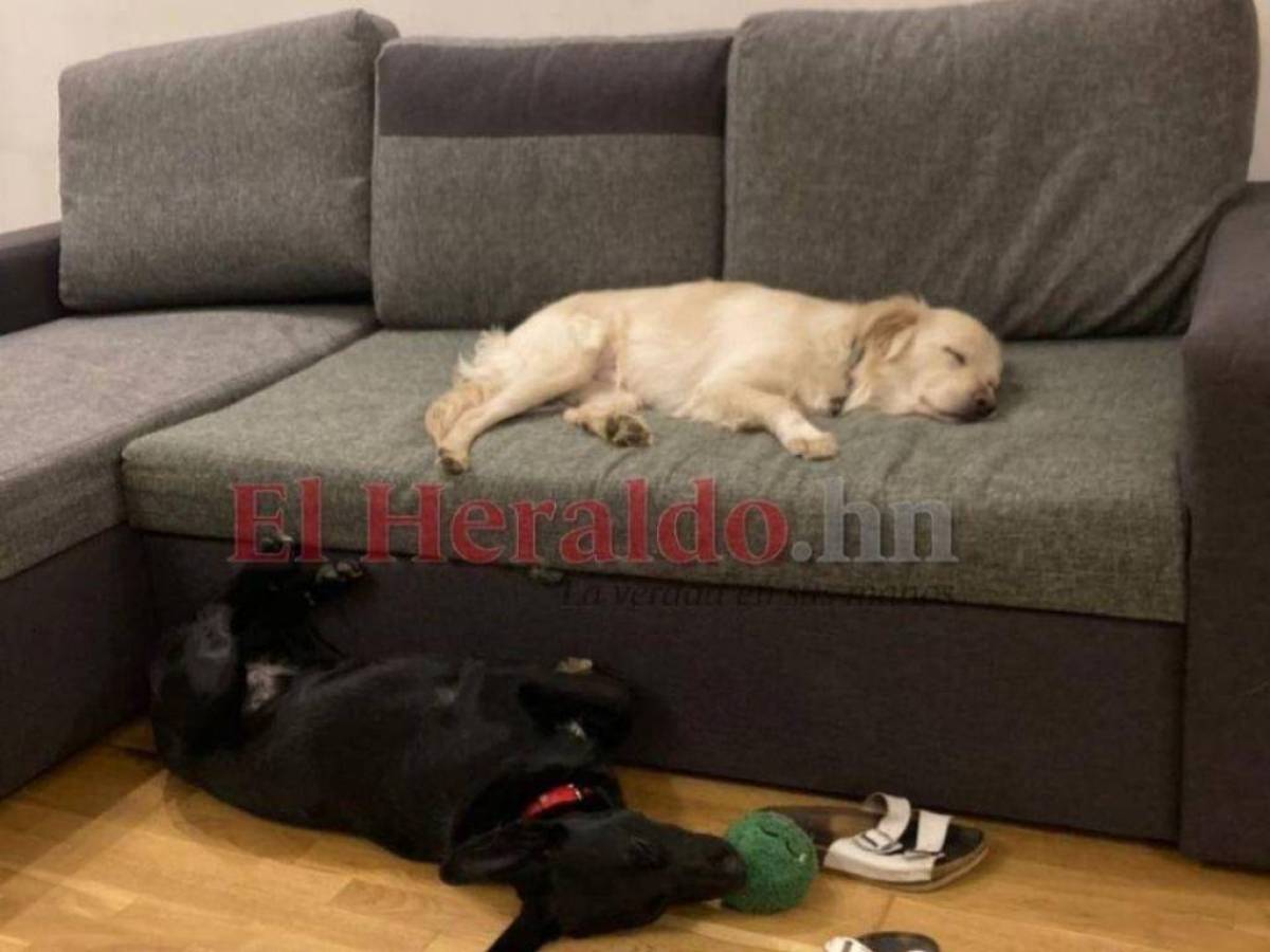 Chapo, el perro hondureño que presenció la invasión rusa en Ucrania