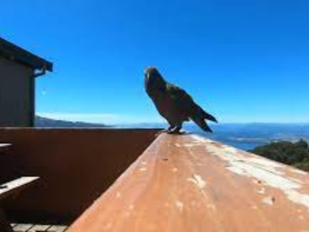 Loro graba su propia fuga cuando robaba una cámara en Nueva Zelanda