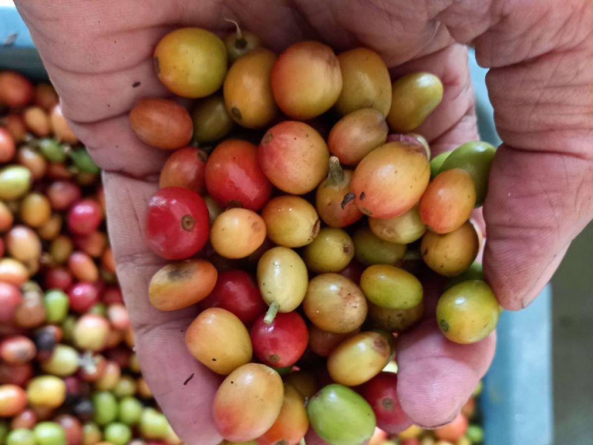 El 24.7% de sacos de café se exportaron hacia Colombia