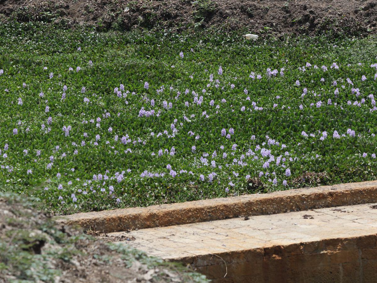 Aunque a simple vista es hermosa, la planta dulceacuícola que pertenece a la familia Pontederiaceae, no es nativa de Honduras y se estima que es originaria de América del Sur.