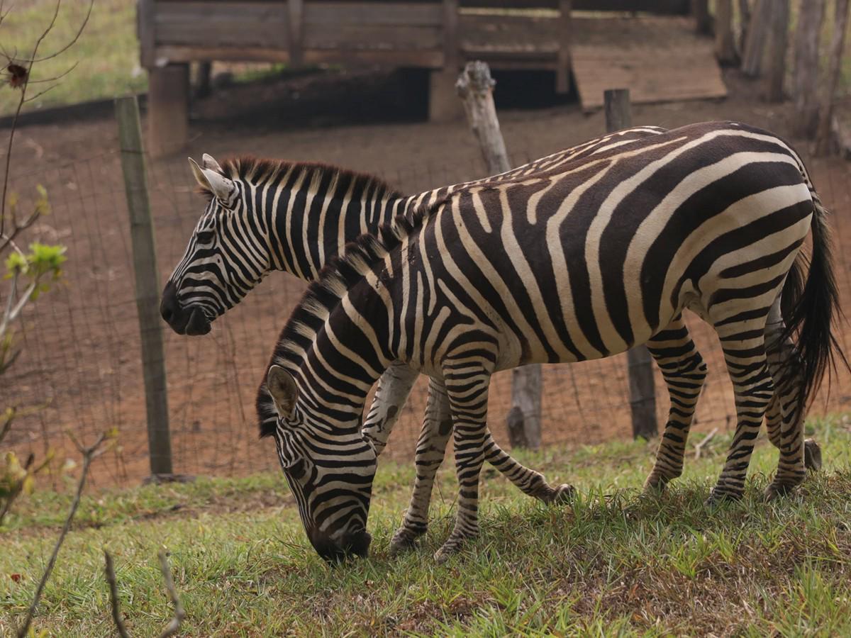 Cebras y monos deambulan en busca comida en el Zoológico Joya Grande