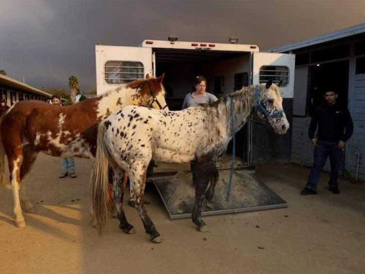 Desde caballos hasta perros: saturados refugios de animales tras incendio en Los Ángeles