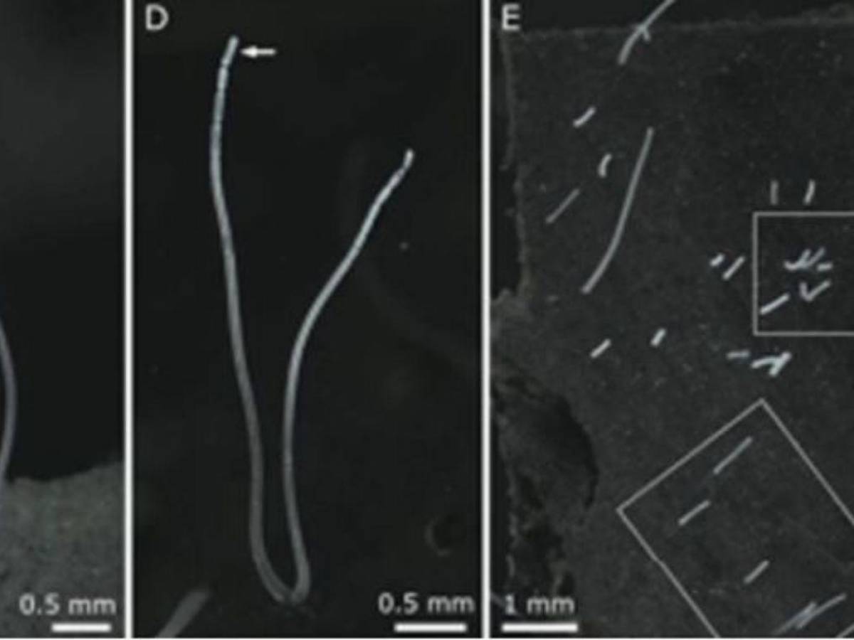 Sin precedentes: Encuentran bacteria gigante que se puede observar a simple vista