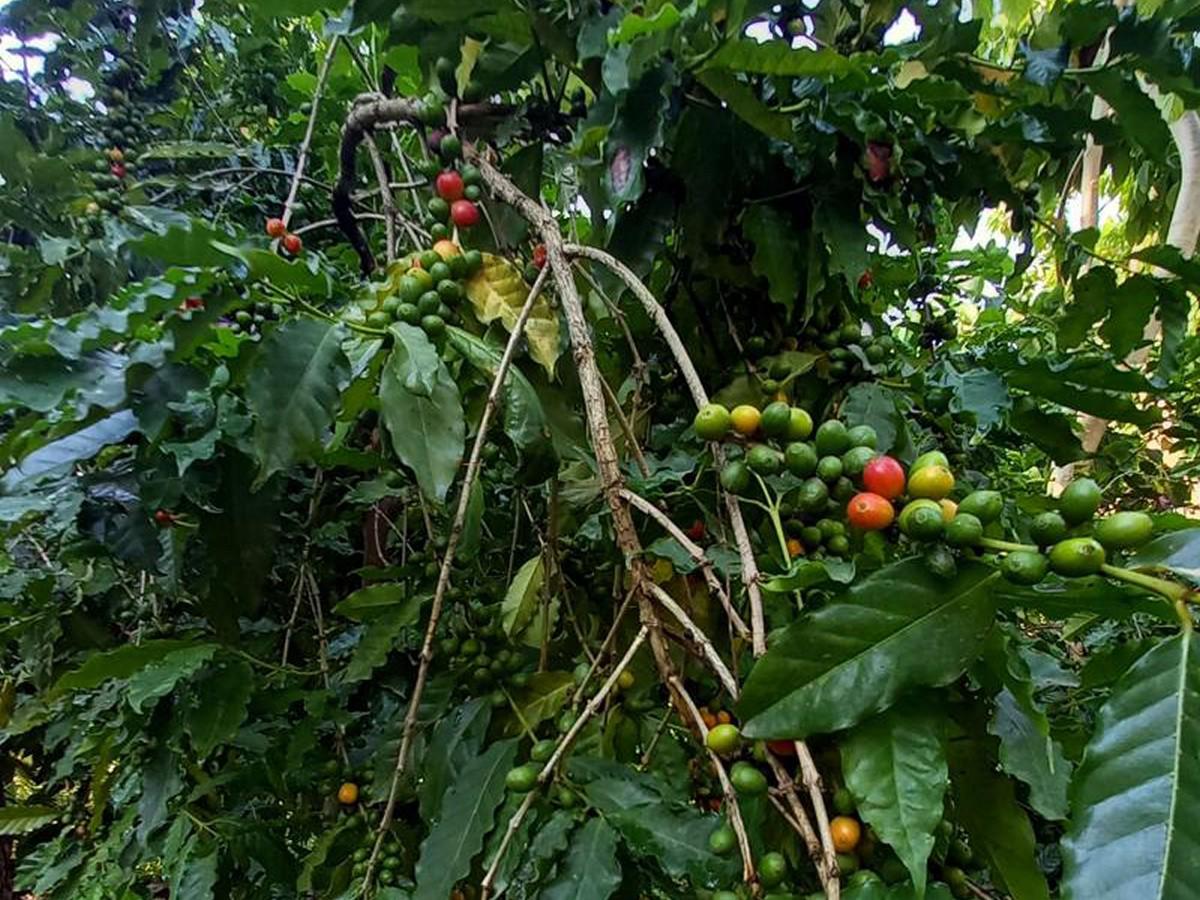 Honduras exportó más café, pero recibió menos ingresos en la última cosecha