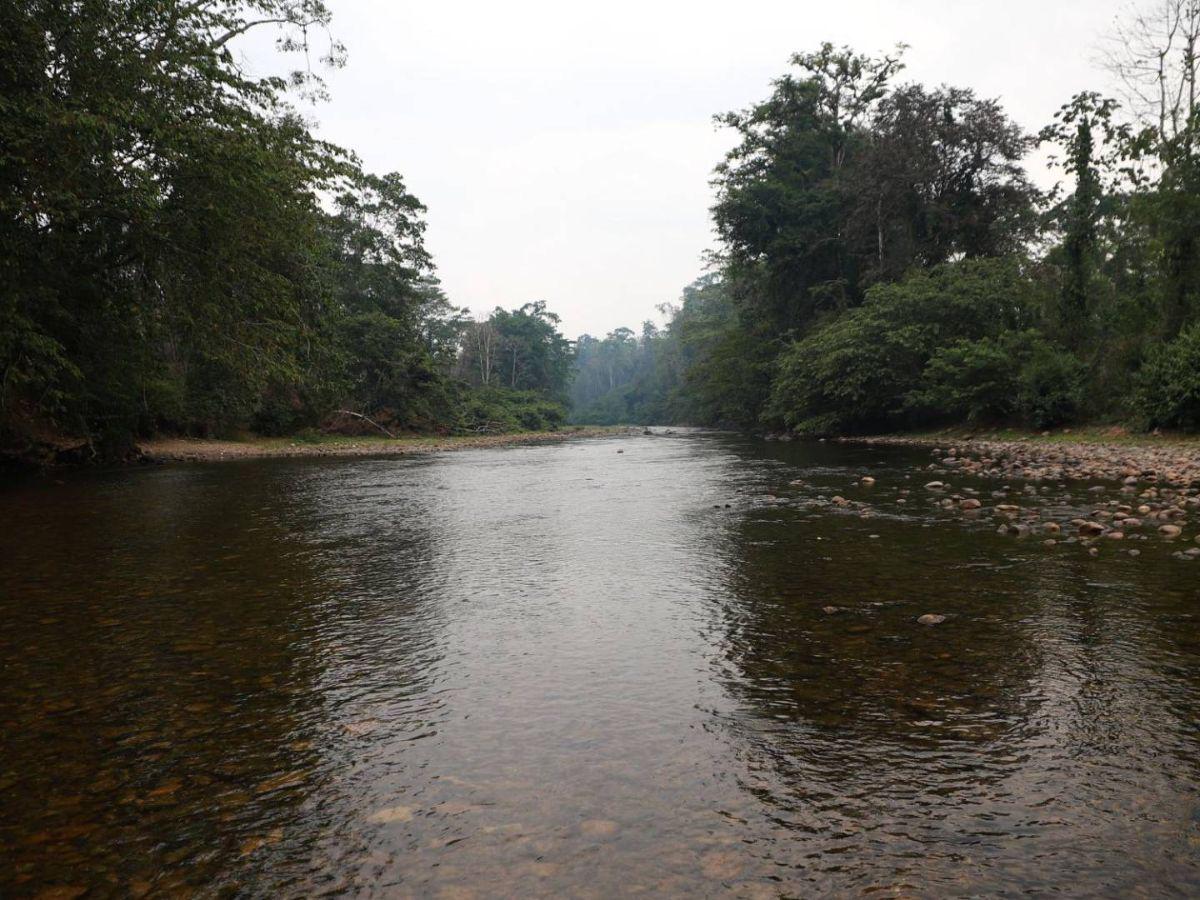 Gobierno denuncia boicot contra plan “Cero Deforestación” en la Biósfera del Río Plátano