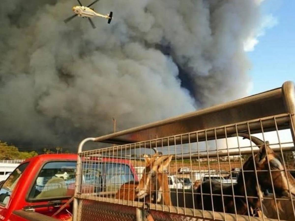 Desde caballos hasta perros: saturados refugios de animales tras incendio en Los Ángeles