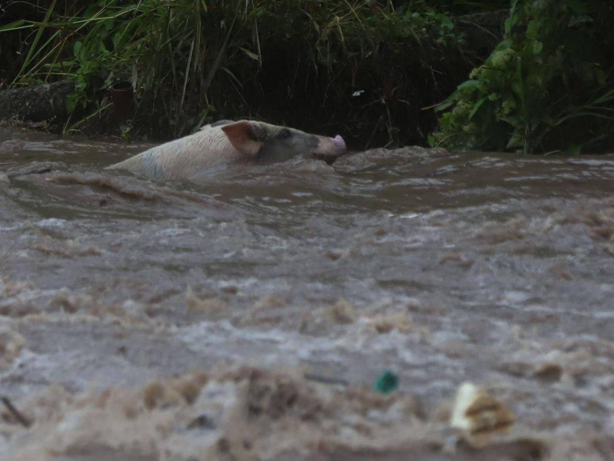 El pueblo ayuda al pueblo: lamentable situación en el río San José