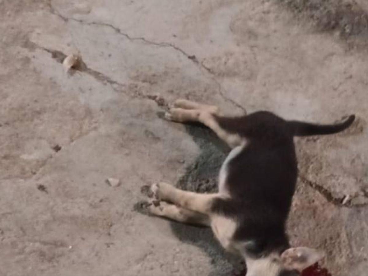 El cachorro murió después de haber sido lanzado al suelo en reiteradas ocasiones.