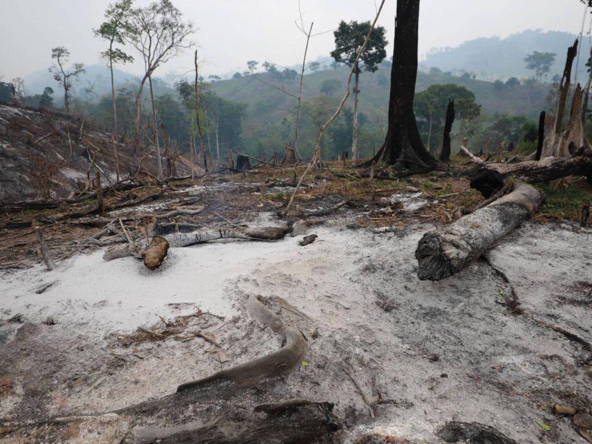 Ocupación de tierras, narcocarreteras y deforestación: conflicto en el río Plátano