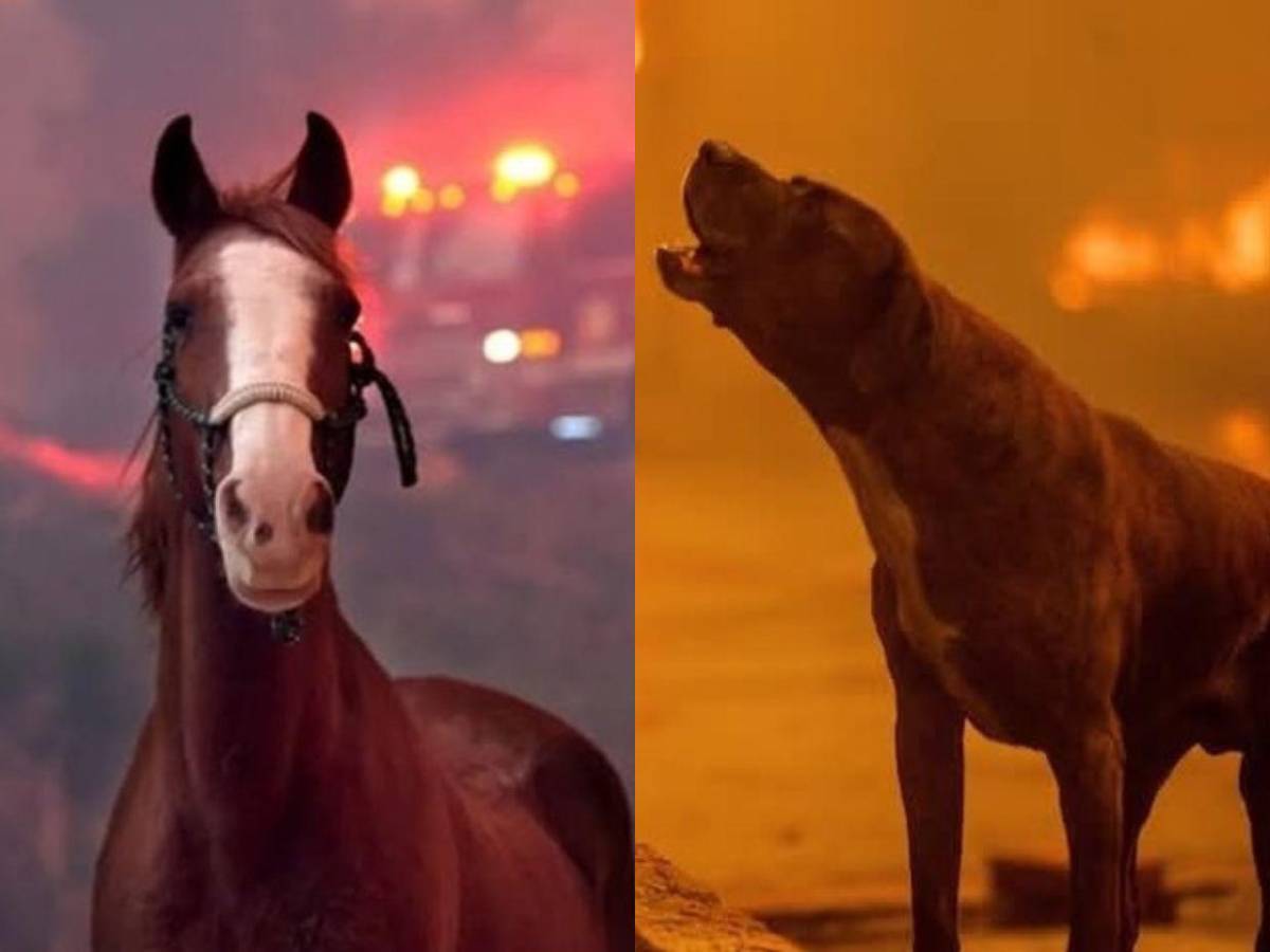 Desde caballos hasta perros: saturados refugios de animales tras incendio en Los Ángeles