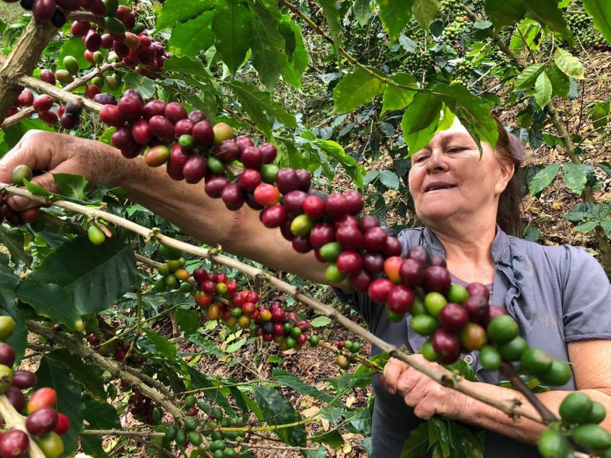 El llamado es en el marco de las cadenas de valor de cacao fino, café especial, ganadería (leche y carne), apícola, acuícola, granos básicos, entre otros.