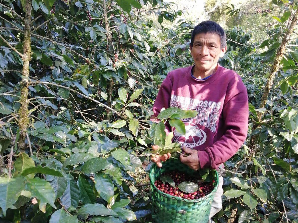 Se potenciará la innovación productiva y de procesamiento para la comercialización de cafés especiales