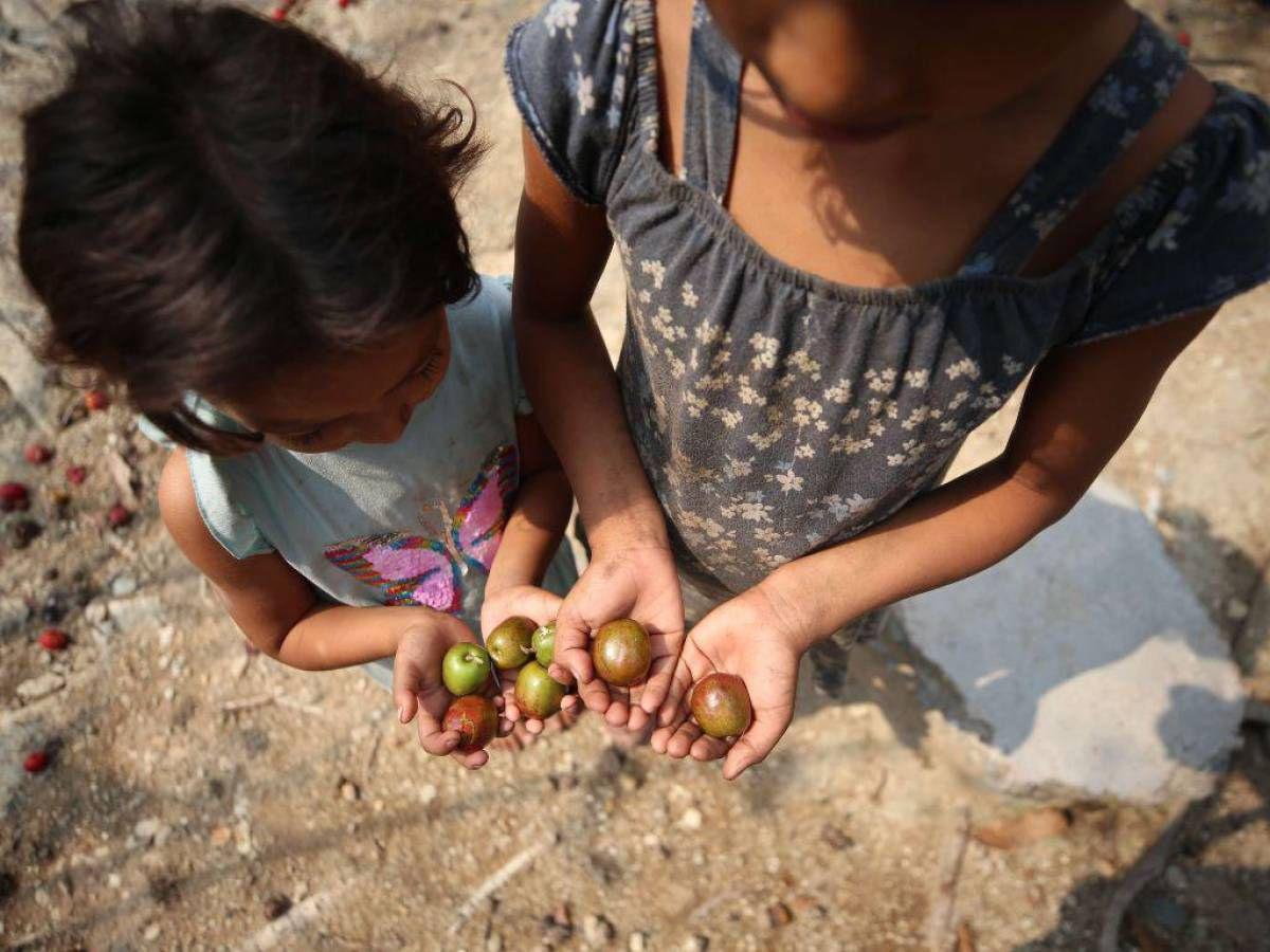 FAO: inseguridad alimentaria afecta a 5.9 millones de hondureños