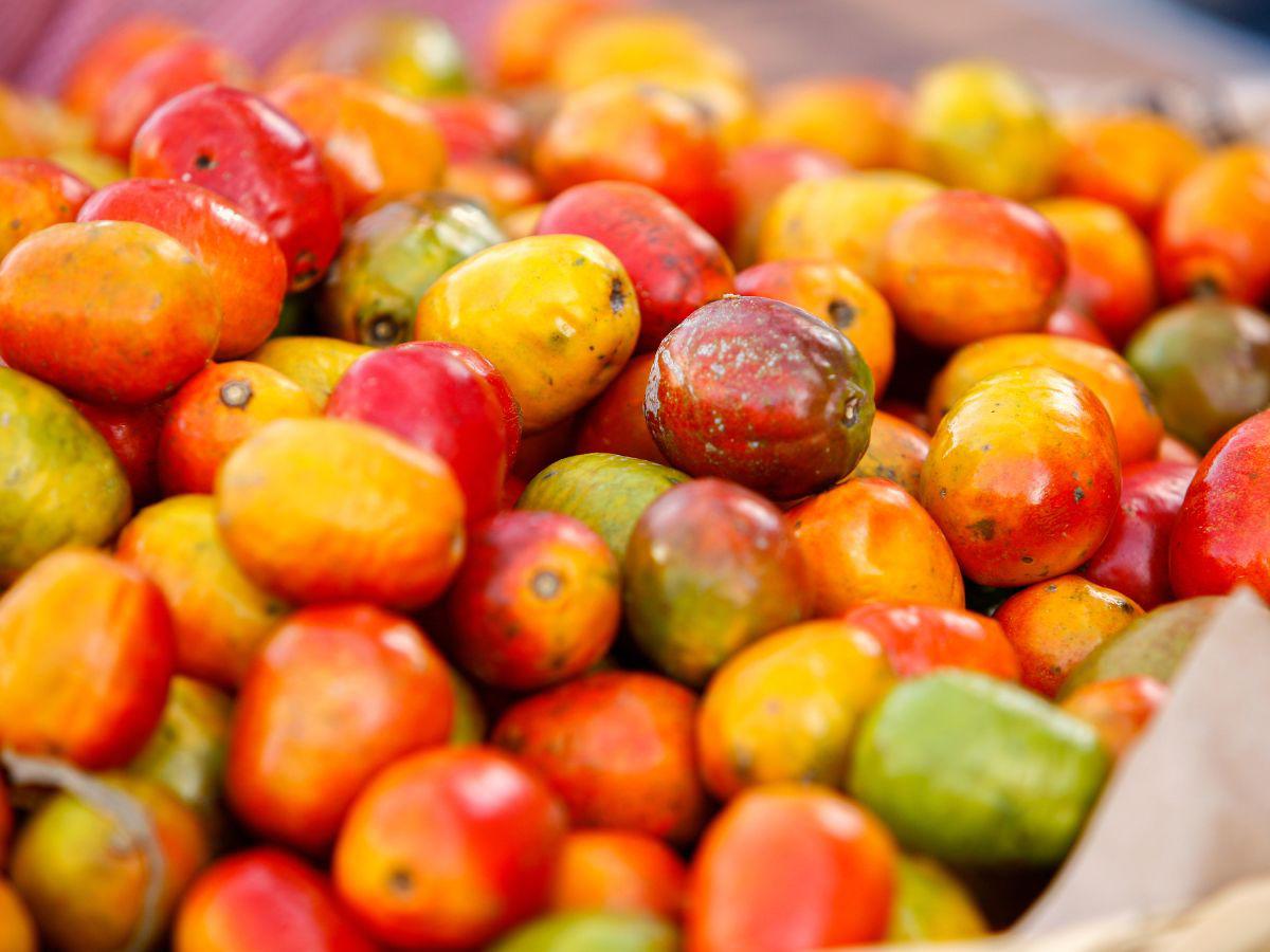 Los jocotes son ricos en minerales y vitaminas.